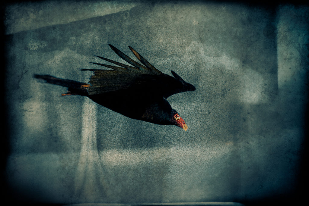Wings of Black, Masque of Red by Gary Jones