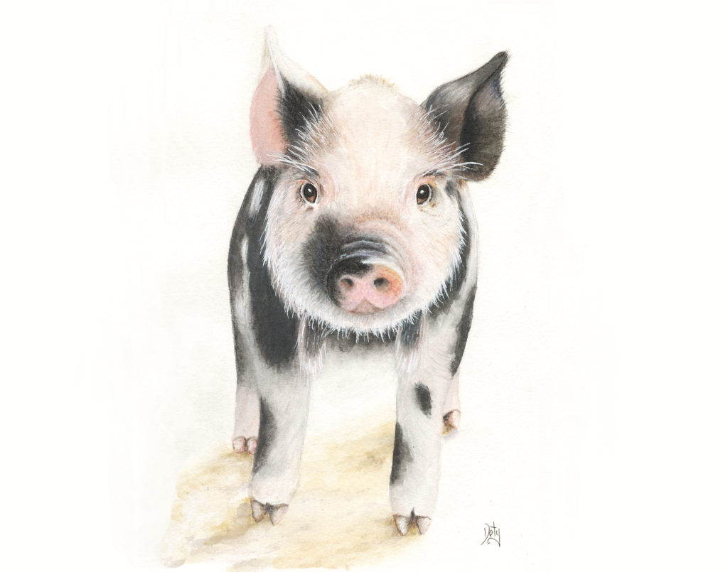 Paint a Baby Pig