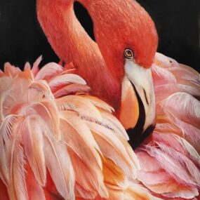 Florida Flamingo, Kris Peterson